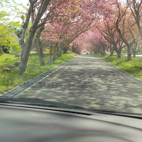 八重桜からの画像