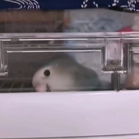 ウチのゆずちゃぶりの画像