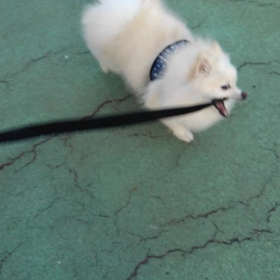 散歩にいったよーの画像