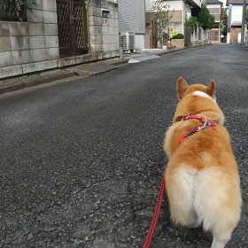 今日の動画の画像