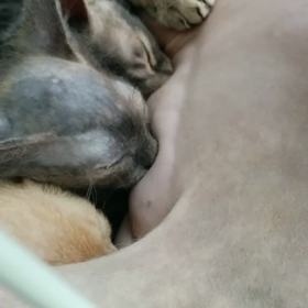 授乳中～(o^^o)の画像