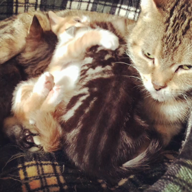 ママのお腹で❣️の画像