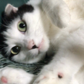 可愛いさぶちゃん、と、祈りの画像