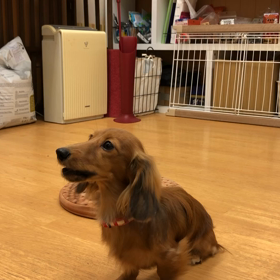 マットに座るのさ。の画像