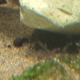 仔魚や稚魚っての画像