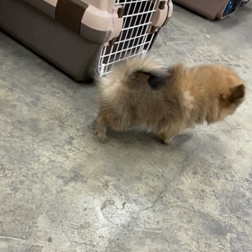 ポメラニアン　男の子　スローで撮ってみた！の画像