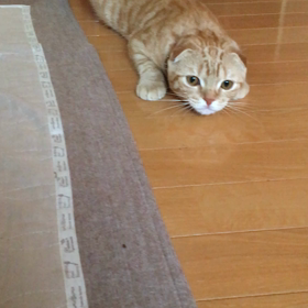 教えてヾ(･ω･`;)ﾉの画像