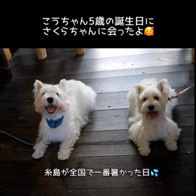 さくらちゃんの画像