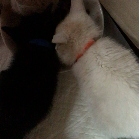 柊くん元気になりましたの画像