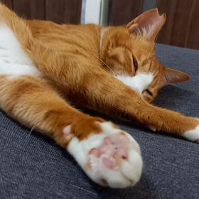 動物病院の続き。にゃ。、の画像