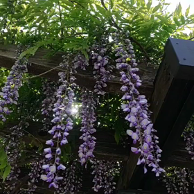 藤が好きすぎての画像