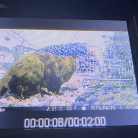 ４月　　東京都　　　警戒心が強い地域猫さん無事に保護の画像