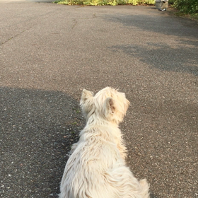 5月29日 今朝の風太の画像