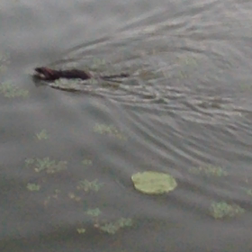 ほぇ！？の画像