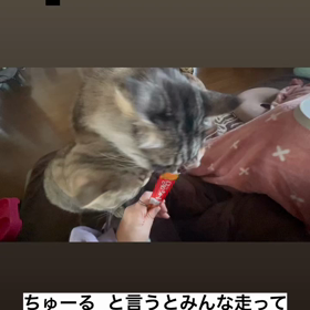 ちゅーるの画像