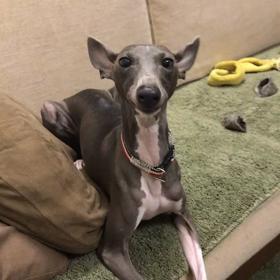 今日のハウル  うまうまのうたの画像