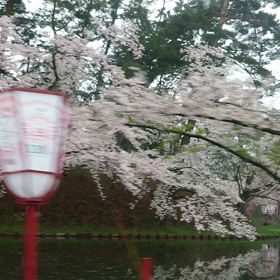 満開ー！！の画像