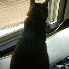 今日も元気なお猫様の画像