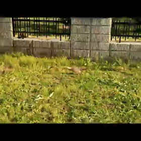 雉の親子に遭遇w(゜o゜)wの画像