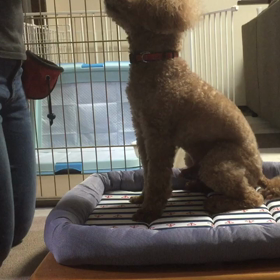 モカさんも、チャレンジ！の画像