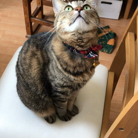 ネコバカの画像