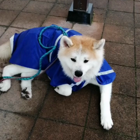 誰が決めたか？☔の日はゆっくり匂いかぎ全開‼️雨宿りをしながら少しずつ進むも、一向に歩く気無し。の画像