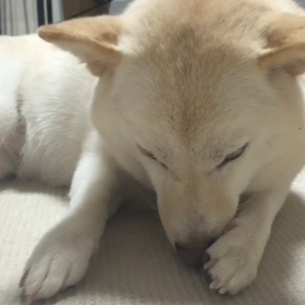 癒される♡の画像