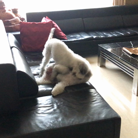 これが本能か…？の画像