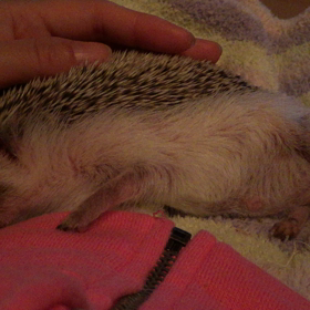 何の夢を見ているのかな？の画像