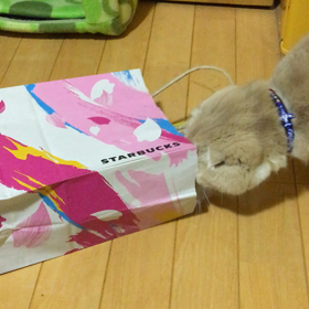 ガサガサゴソゴソの画像