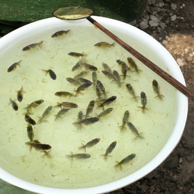 昨日も水換えの画像
