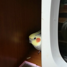 むぅ祭りの画像