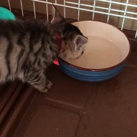 みんなお利口さんの画像