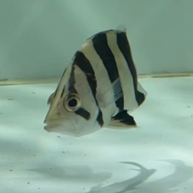 本日新魚ネットUP！！本日3匹ご成約！の画像