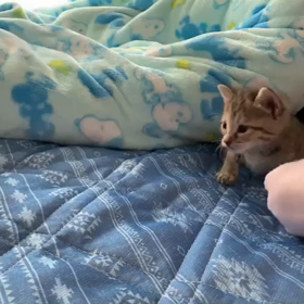 はや１ヶ月の画像