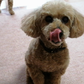 娘わんこ、カメラ目線の画像