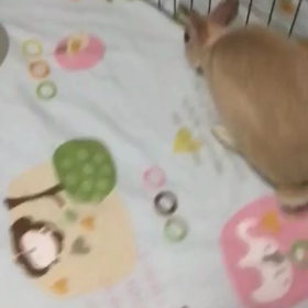 今日の小梅ちゃんの画像