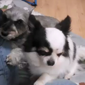 可愛くて困ってしまう夜です✨一軒家の小さなケージレスペットホテル/ＡＤＣ ＣＯＺＹの画像