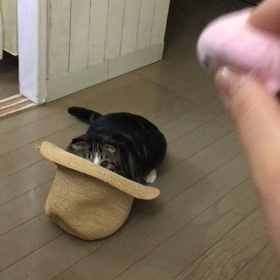 ゆずの特技〜動画〜の画像