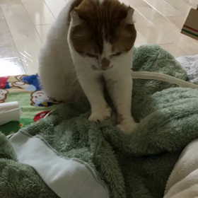 おじさんでもモフモフの画像