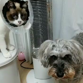 PrimaとLuceは良いコンビ⁉(笑)の画像