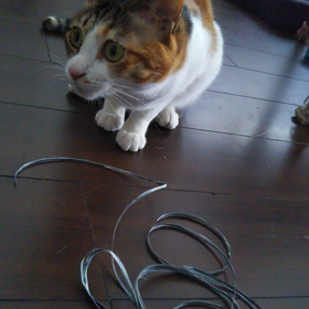 紐は、オモチャに。の画像