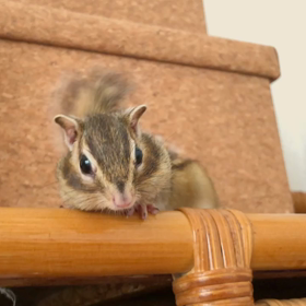 シマリスももたろ めちゃ怒ってる！の画像