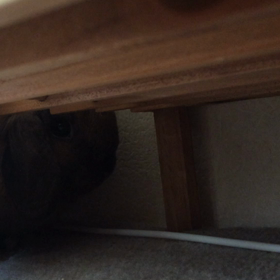 やっぱりの画像