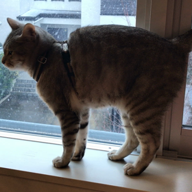 猫はホカペで…の画像