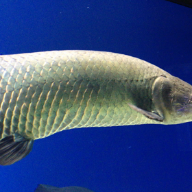 か・・・怪獣！の画像