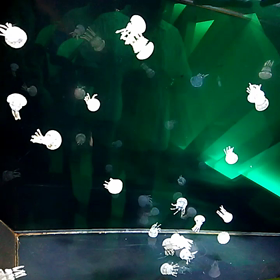 シーラカンスミュージアム4の画像