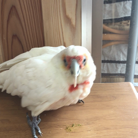 テンジュクバタンの画像