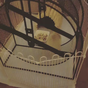 生後41日の画像