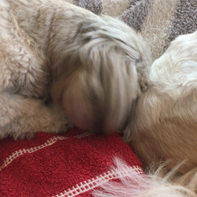 怪しい動きのラルフさんの画像